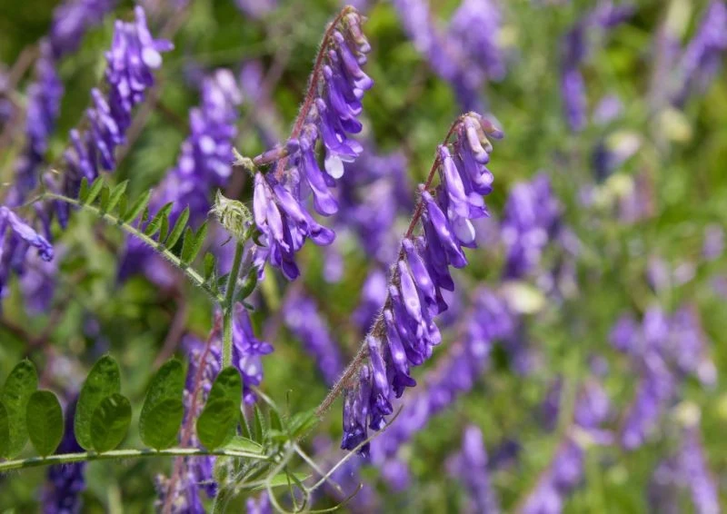 Wyka świetnie nadaje się na poplon, a do tego pięknie wygląda.