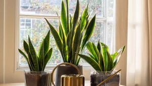 Dlaczego sansewieria słabo rośnie?