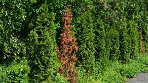 Domowy oprysk pomoże uratować tuje, które brązowieją od środka.