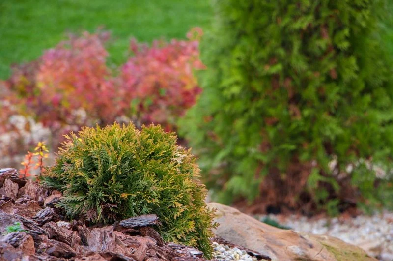 Brązowienie tui może być naturalne, nie zawsze świadczy o poważnych kłopotach
