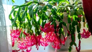 Chcesz, aby grudnik w końcu zakwitł? Kluczem jest regularne nawożenie. Valery Petr