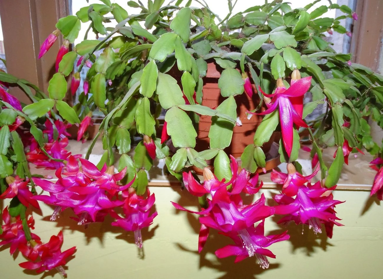 Grudnik zakwitnie, gdy zadbamy o jego pielęgnację i odpowiednie warunki uprawy. Fot. Vlad Herman/!23RF.com