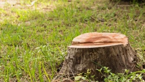 Sprawdźcie, jak usunąć pień z ogrodu bez męczącego wykopywania.
