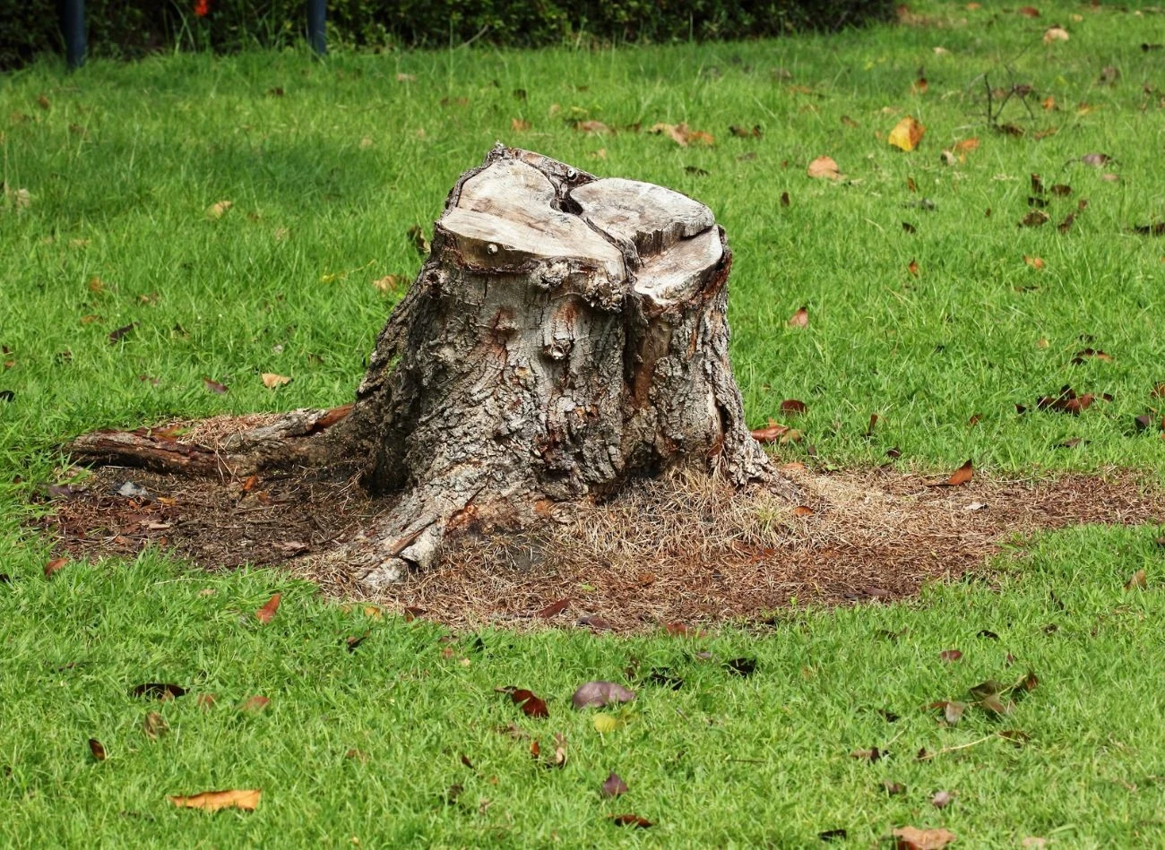 Nawozy azotowe przyśpieszą rozkład pnia