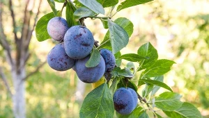 Dlaczego warto nawozić śliwę jesienią?