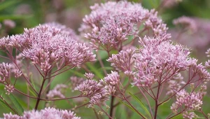 Sadziec purpurowy może osiągać ponad 2 m wysokości.