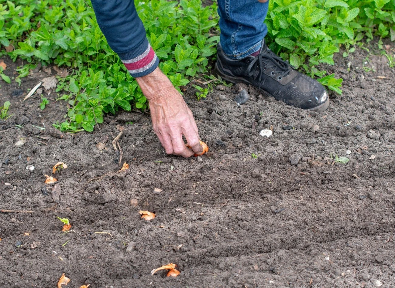 Jeśli gleba jest zbyt gliniasta, warto wymieszać ją z kompostem lub piaskiem.