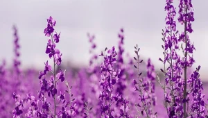 Cudnie kwitnie całe lato, ma niewielkie wymagania. Najlepszy czas na posadzenie to październik