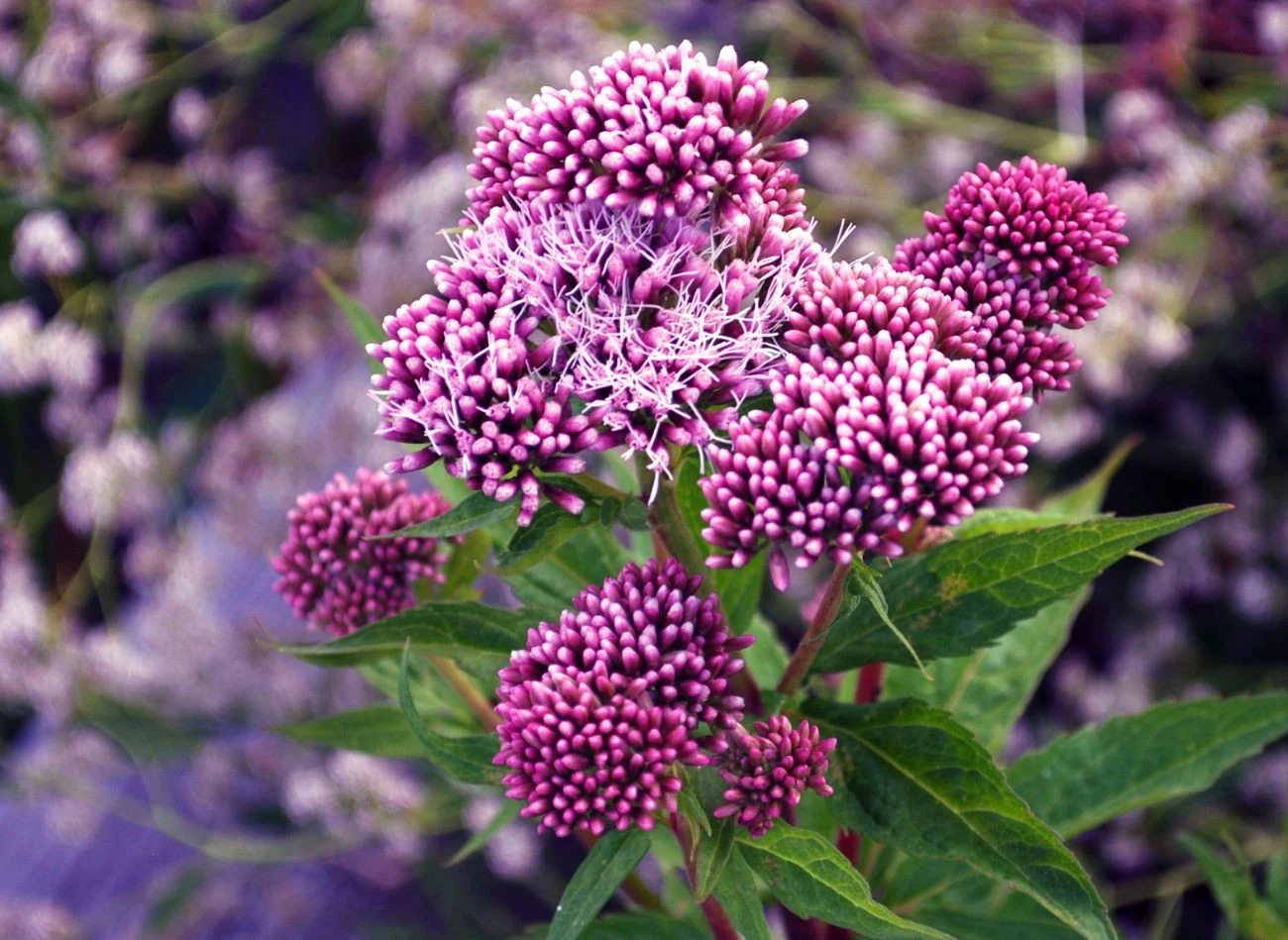 Purpurowe łodygi i kwiaty sadźca efektownie kontrastują z jego zielonymi liśćmi.