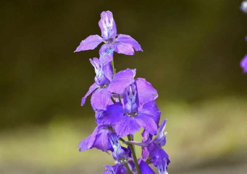 Ostróżeczka ogrodowa wytwarza delikatne i bardzo kolorowe kwiaty.