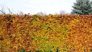 Jak posadzić żywopłot z buka? Przedstawiamy instrukcję krok po kroku.