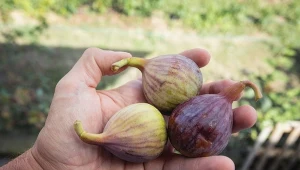 Wrzuć pod figę przed przymrozkiem. Następnego lata owoców będzie na pęczki