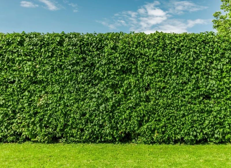 Buk nadaje się na żywopłot i nie tylko