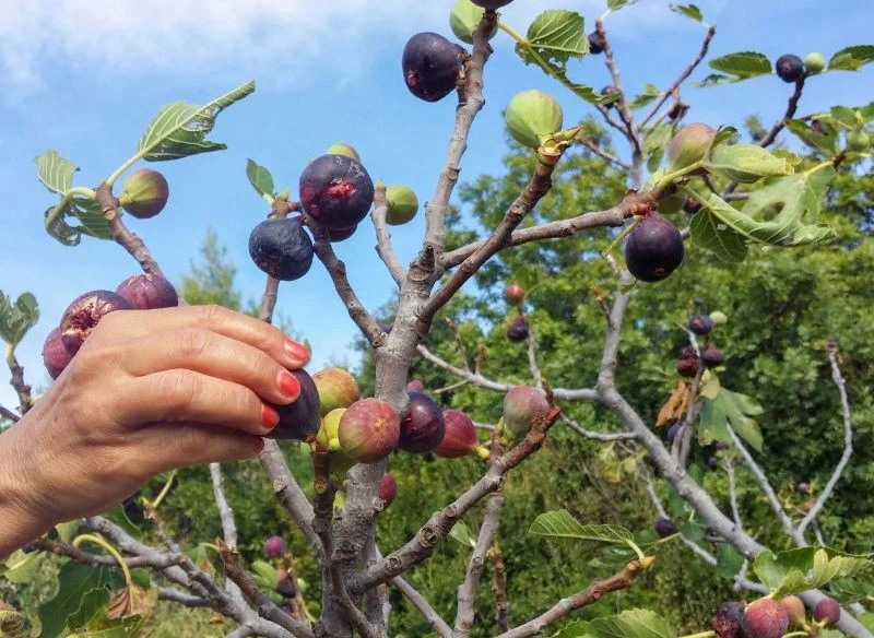 Jesienią figa potrzebuje innych nawozów niż wiosną czy latem