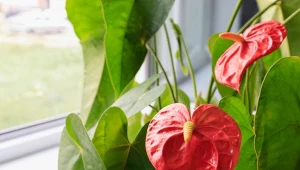 By twoje anturium pięknie zakwitło, zadbaj o jego nawożenie.