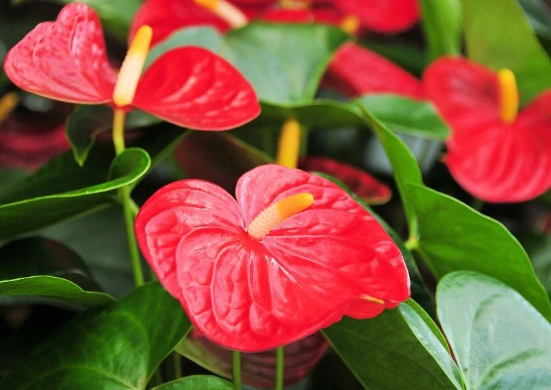 By anturium pięknie kwitło, musisz je wzmocnić nawozami.