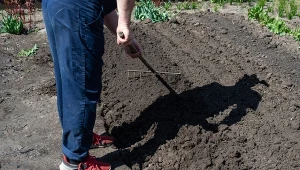 Jesienią wzbogacaj glebę materią organiczną - najlepiej sprawdzi się dobrze przekompostowany obornik albo dojrzały kompost.