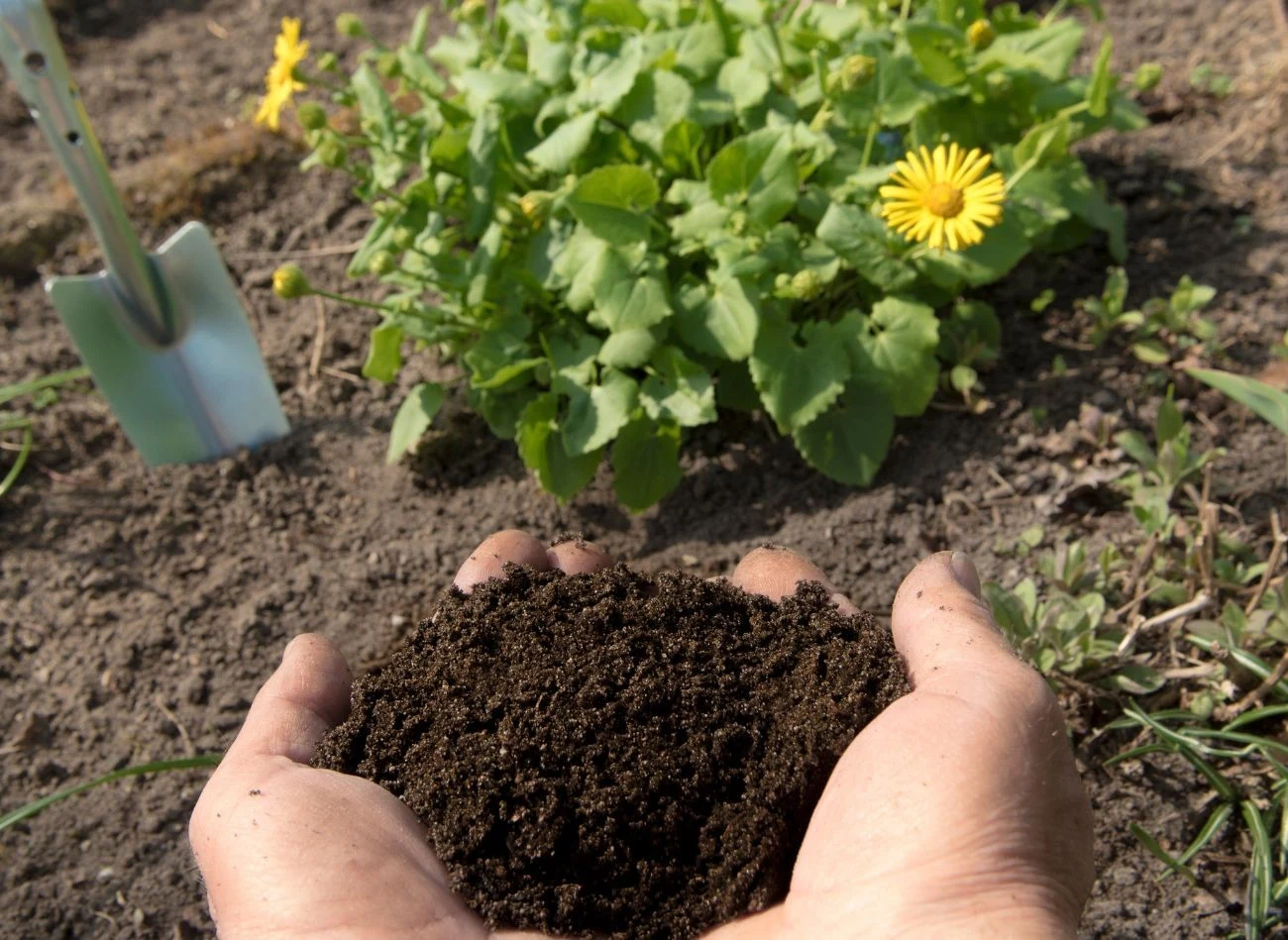 Dojrzały kompost ma ciemnobrunatny kolor, sypką strukturę i pachnie świeżą ziemią.