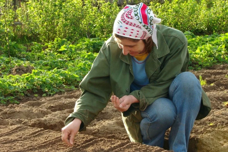 Warzywa o wysokich wymaganiach pokarmowych takie jak pomidory czy ogórki potrzebują gleby żyznej, dobrze napowietrzonej i aktywnej biologicznie.