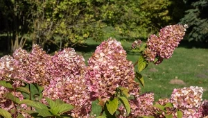 Liście dębu to doskonała ściółka dla roślin kwasolubnych.