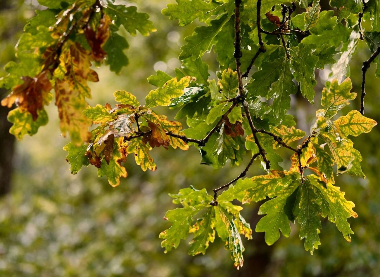 Zbieraj sukcesywnie. Dąb nie zrzuca liści jednocześnie. Wiele liści pozostaje na gałęziach aż do wiosny.