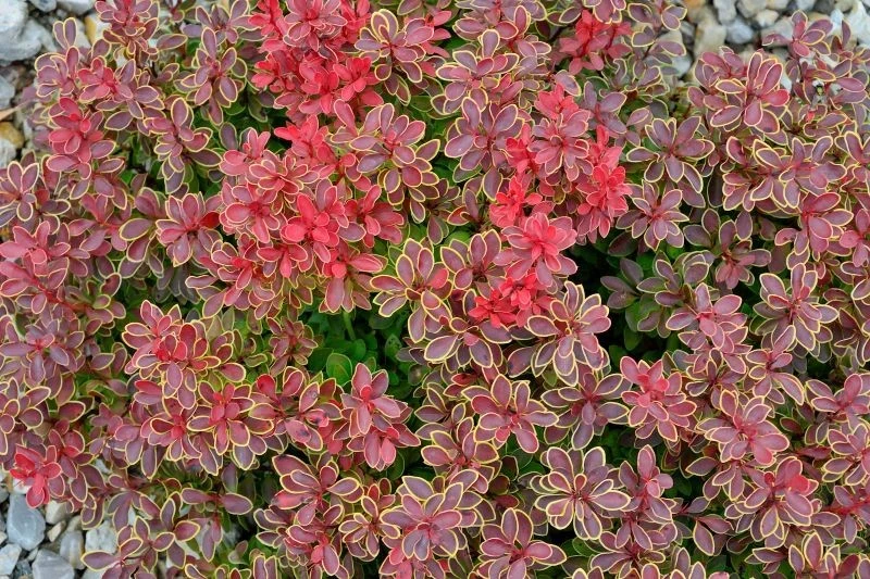 Jak przygotować berberysy do zimy