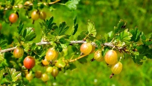 Agrest jest smaczny i zdrowy, a jego uprawa nie wymaga dużo pracy.