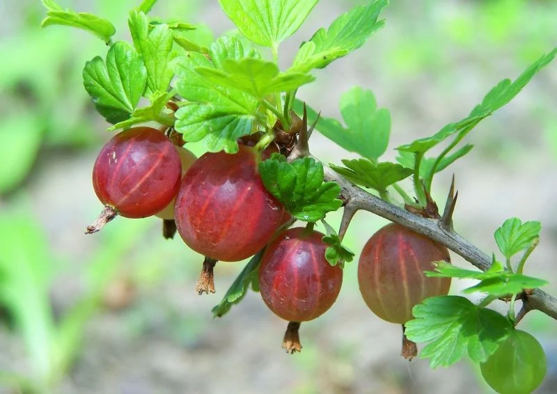 Owoce agrestu mogą też być czerwono-różowe.