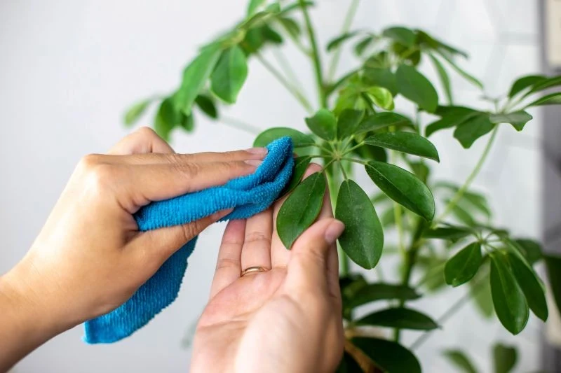 Szeflerę warto zraszać i przecierać jej liście z kurzu