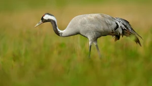 Dzikie ptaki umierają jeden za drugim. Sąsiad Polski ma ogromny problem