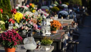 Co posadzić na cmentarzu? Piękne i wytrzymałe rośliny wieloletnie, których nie trzeba często podlewać