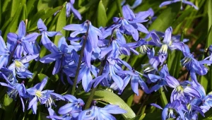 Od kwietnia tworzy w ogrodzie szafirowe kobierce. Jej cebulki potrafią przetrwać w ziemi wiele lat