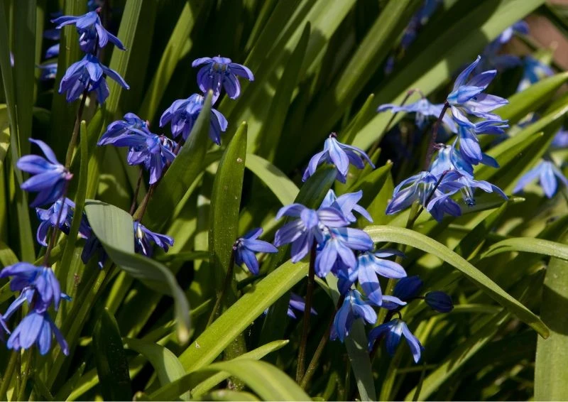 Cebulica syberyjska wiosną stanie się prawdziwą ozdobą w twoim ogrodzie.