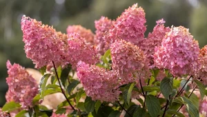 Jesienią warto zadbać o hortensje, aby pomóc im przetrwać zimę.