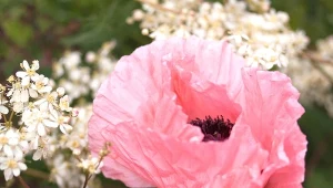 12 wytrzymałych bylin do ogrodu. Są bardzo odporne i wdzięczne