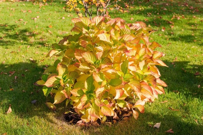 Jeśli hortensja ogrodowa nie zdrewnieje, istnieje duże ryzyko, że przemarznie zimą