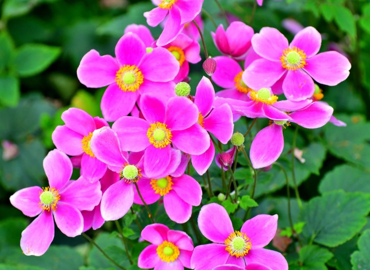 Zawilec japoński zdobi rabaty do późnej jesieni.