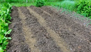 Jak rozluźnić glebę bez przekopywania?