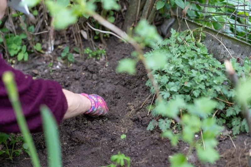 Metoda no dig pozwala na samoistne rozluźnienie i użyźnienie gleby
