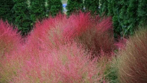 Mietelnk żakula (Bassia scoparia) jesienią przebarwia się na purpurowo.