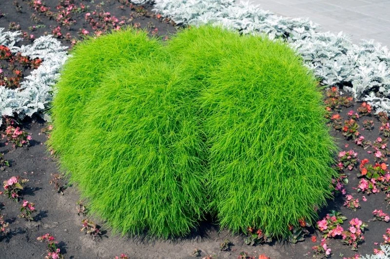 Mietelnk żakula przypomina iglaka i przez większość sezonu jest soczyście zielony