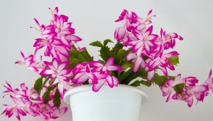 Warto wiedzieć, czym podlewać grudnika, by kwitł długo i obficie.