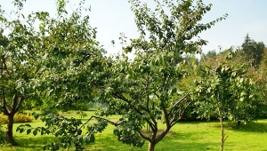 Wapnowanie gleby pod drzewami owocowymi ma więc zniwelować nadmierną kwasowość gleby i przywrócić roślinom najlepsze warunki do wzrostu.