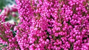 To nie wrzosy, choć bywają z nimi mylone. Uroczo kwitną od późnej jesieni aż do wiosny