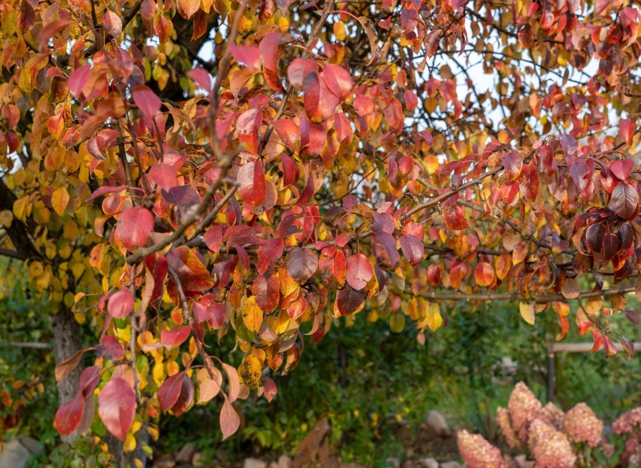 Do wapnowania ziemi w przydomowych sadach i ogrodach najczęściej wybiera się wapno kredowe lub dolomitowe.