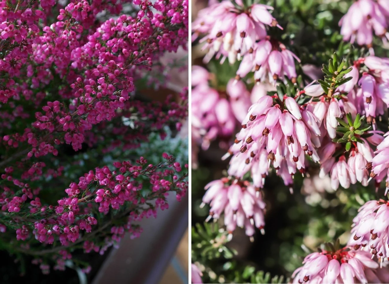 Wrzośce występują w wielu barwnych i ciekawych odmianach. Fot. RitaE/Olayola