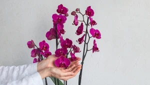 Podpowiadamy, co zrobić, żeby storczyk wypuścił nowe pędy i zakwitł.