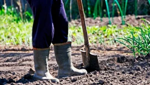 Regularna obserwacja podpowierzchniowej warstwy gleby pozwala na wczesne wykrycie obecności pędraków i szybką reakcję.