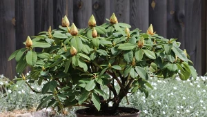 Jak prawidłowo sadzić rododendrony jesienią?