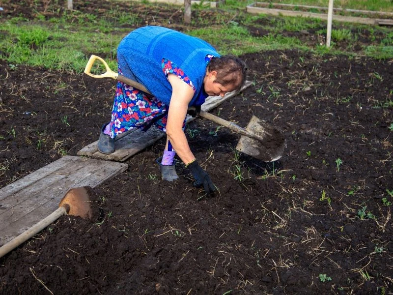 Pędraki znajdujące się na powierzchni ziemi po przekopaniu są łatwym łupem dla ptaków i małych ssaków